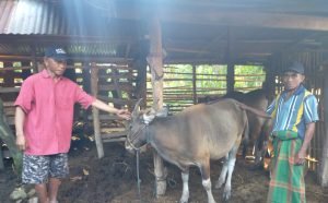 __PPL Gantarang, sedang melakukan pemeriksaan Antemortem Hewan Qurban di Desa Padang Kecamatan Gantarang, 27-28/6/2023. ( Foto: Rahmi)*