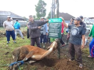 Yayasan Mualaf Al-Yumna Bedugul Bali Berqurban 3Ekor Sapi dan 2 Ekor Kambing Di Hari Raya Idul Adha 1444 H 2 IMG 20230701 WA0010 2