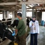 Dinperpa Laksanakan Surveilan Penyakit Brucellosis Sapi Perah 3 IMG 20230907 WA0080