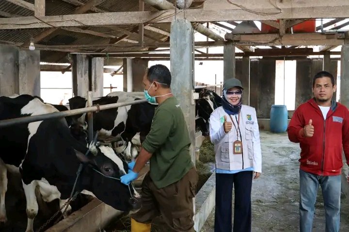 Dinperpa Laksanakan Surveilan Penyakit Brucellosis Sapi Perah 1 IMG 20230907 WA0080