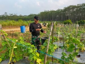 Penyemprotan Tanaman Mentimun Menggunakan Pupuk ExtraGEN Cair 2 IMG 20230907 WA0210