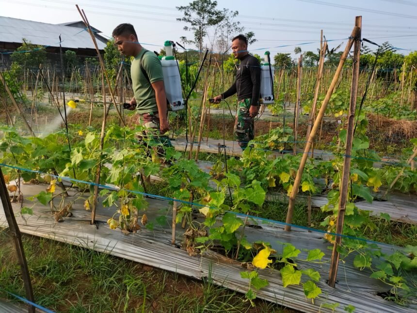 Penyemprotan Tanaman Mentimun Menggunakan Pupuk ExtraGEN Cair 1 IMG 20230907 WA0211