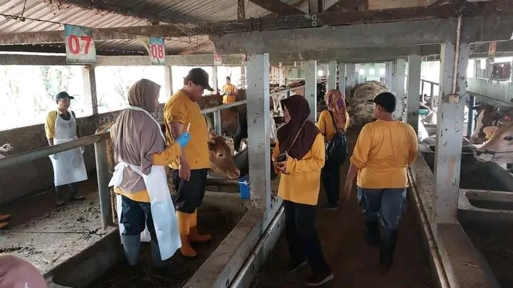 Dinperpa Tuntaskan Vaksin Booster PMK dan Penanganan Gangguan Reproduksi Sapi 1 IMG 20231012 WA0100