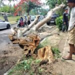 Pohon Tumbang Dan Menutup Sebagian Badan Jalan, Personil Polsek Bangli Laksanakan Pengaturan Arus Lalulintas 2 IMG 20231107 WA0185