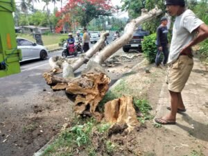 Pohon Tumbang Dan Menutup Sebagian Badan Jalan, Personil Polsek Bangli Laksanakan Pengaturan Arus Lalulintas 1 IMG 20231107 WA0185