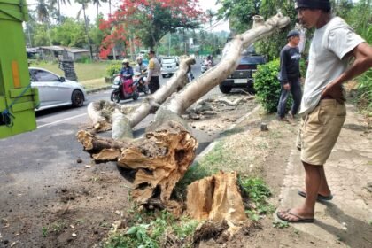 Pohon Tumbang Dan Menutup Sebagian Badan Jalan, Personil Polsek Bangli Laksanakan Pengaturan Arus Lalulintas 14 IMG 20231107 WA0185
