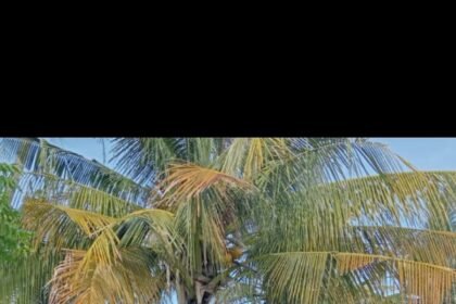 IMG 20240318 WA0051