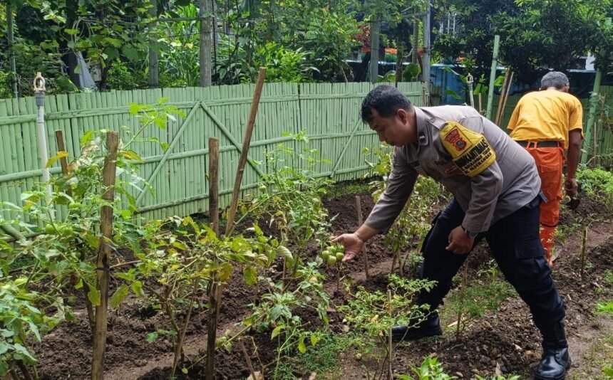 Bhabinkamtibmas Kelurahan Pademangan Timur Dukung Ketahanan Pangan, Pantau Perkembangan Tanaman Tomat dan Cabe 1 IMG 20250130 WA0032