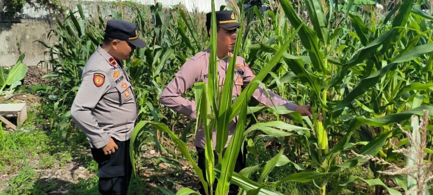 Polsek Kelapa Gading Dukung Program Ketahanan Pangan: Tanam Jagung di Lahan Tidur 1 IMG 20250214 WA0026
