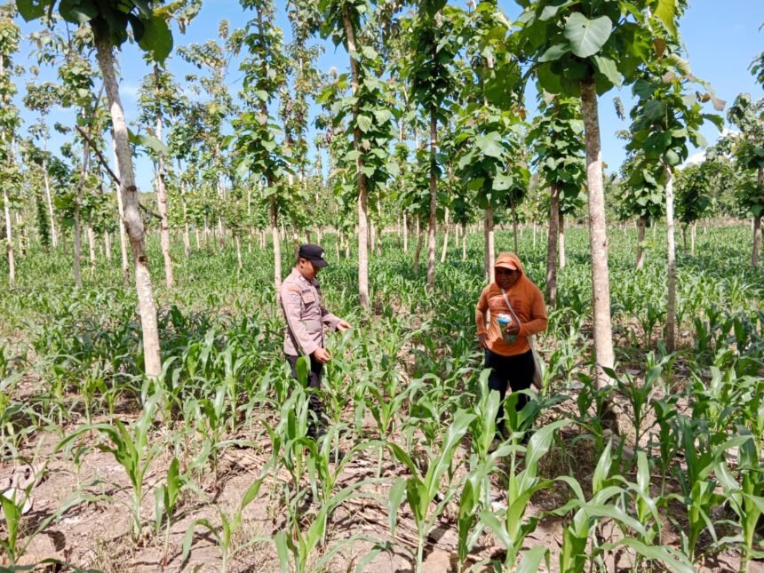 *Bhabinkamtibmas Polresta Banyuwangi Terjun Langsung Dampingi Petani Jagung Dilahan Tumpang Sari.,* 1 IMG 20250429 WA0048