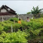 *Bhabinkamtibmas Polresta Banyuwangi Lakukan Pendampingan Petani Cabe yang Manfaatkan lahan Pekarangan Rumah* 5 Screenshot 2025 04 28 23 38 04 63 6012fa4d4ddec268fc5c7112cbb265e7
