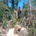 Patroli Gabungan TNI–Kehutanan Cek Tonggak Kayu di Desa Berang Rea  2 IMG 20250812 WA0114