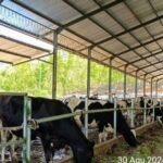 Perizinan Belum Rampung, PT KSPP Tetap Produksi Susu di Blitar 3 Screenshot 20251025 0016442