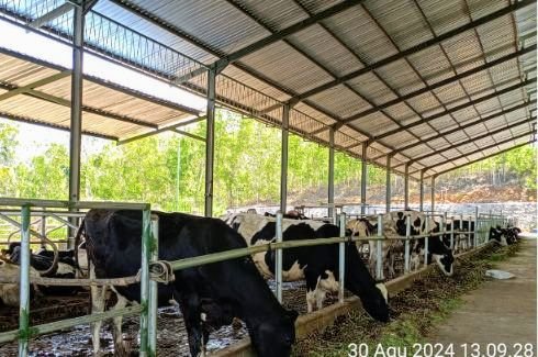 Perizinan Belum Rampung, PT KSPP Tetap Produksi Susu di Blitar 1 Screenshot 20251025 0016442